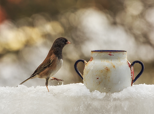 photograph: Junco